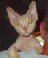 This is a Minskin they are short legged hairless Cat Dog People Monkeys I breed these little aliens