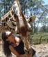 Giraffe Center in Kenya