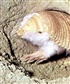 A pink fairy armadillo Isnt it cute
