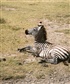 Baby Zebra resting Photo Safari in Ngorongoro crater Tanzania Africa
