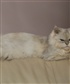 My 11 Month Old Persian JTAmie