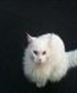 My Diva cat Tinkerbell The dirtiest white cat you will ever see