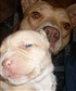 this is one of my pit bull puppies my dog had 10 but 1 had died