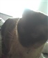This is my sweet siamese cat