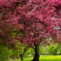 Top10 Landscaping Trees