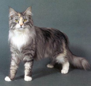 MAINE COON.