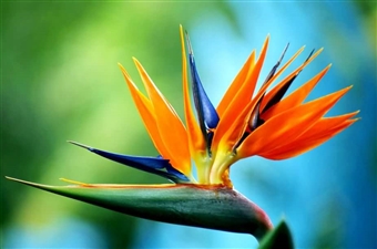 Bird of paradise OR Strelitzia